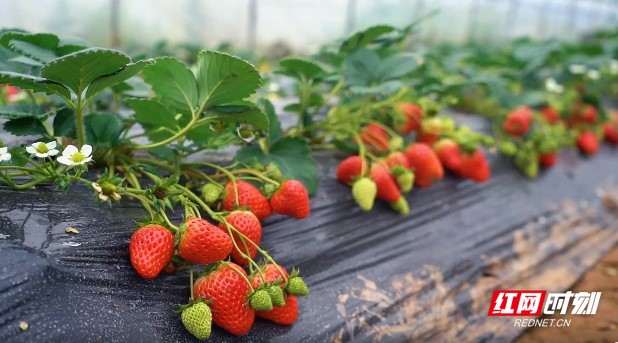 吃瓜群众网曝吃瓜网海角最新入口51黑料今日热点吃瓜黑料今日吃瓜海报